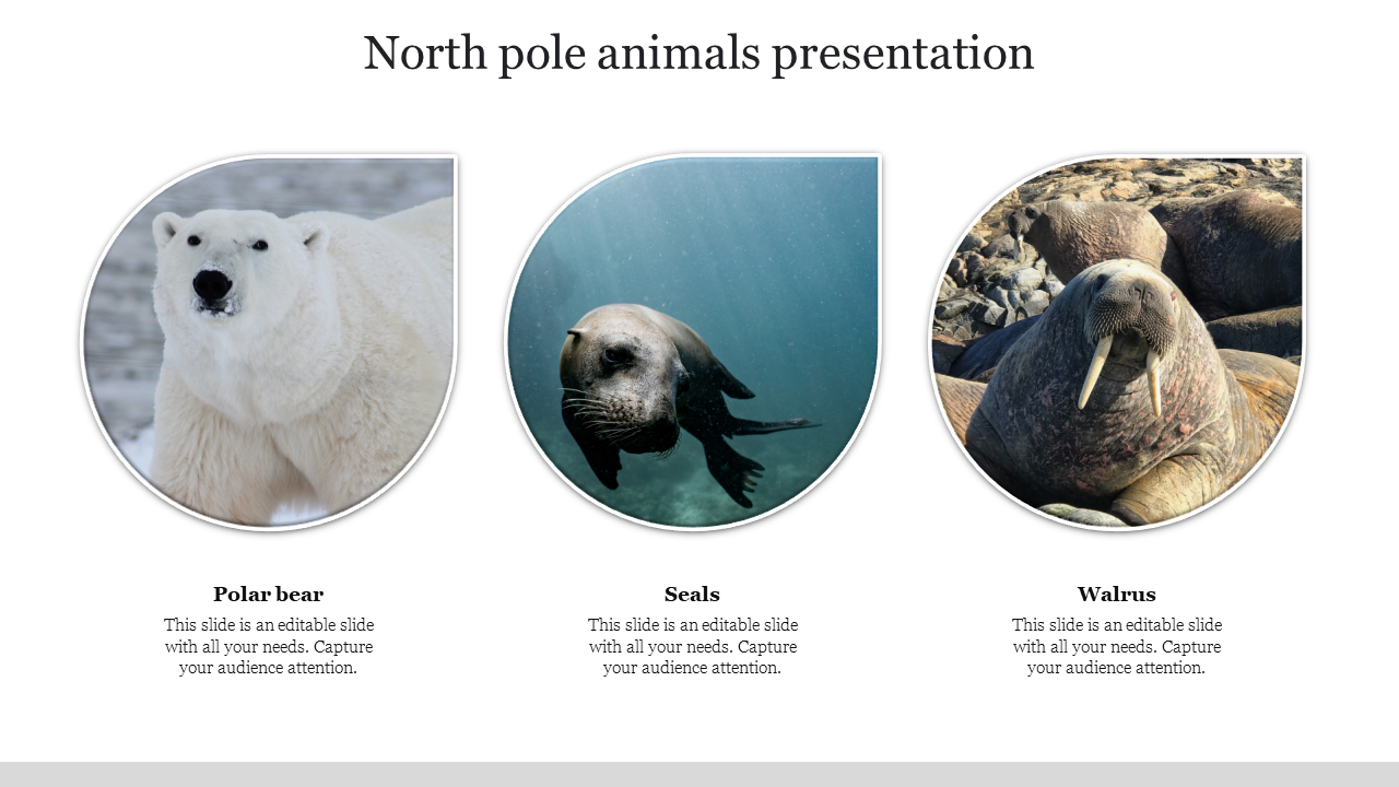 Awesome North Pole Animals Presentation Template Design